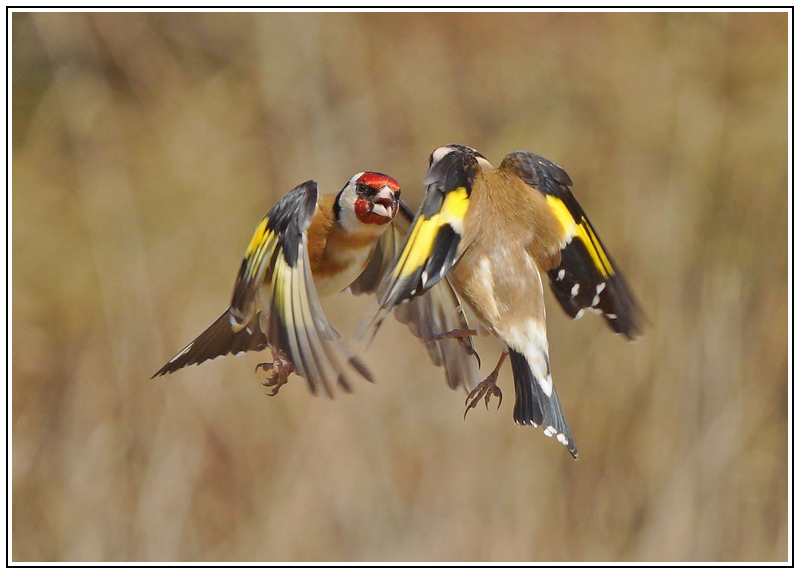 Chardonnerets combat (2).jpg